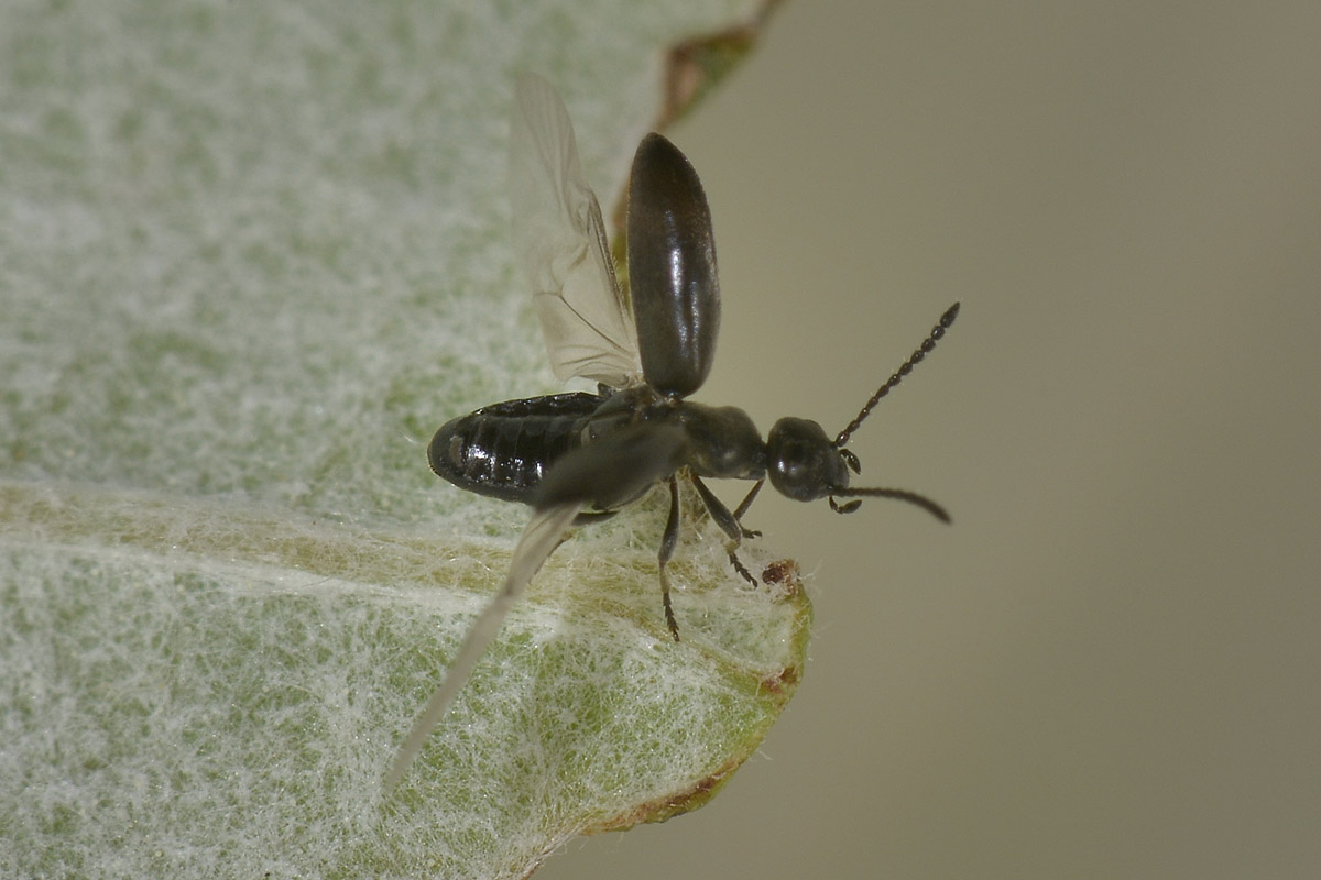 Anthicidae nero su Viburno: Microhoria venusta.